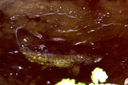 chinook_in_mcaleer_2000medium