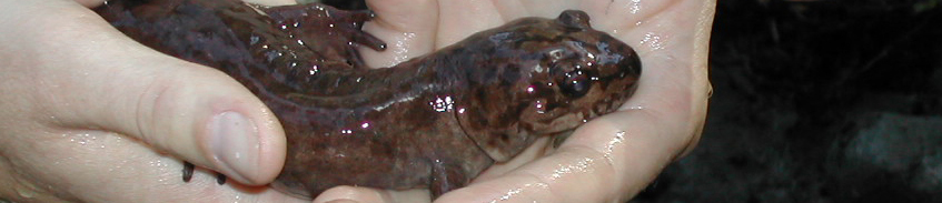 coastal-giant-salamanderthin