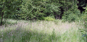 Grace Cole Wetlands 2002