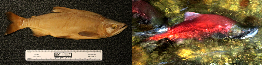 historicmodernkokanee12