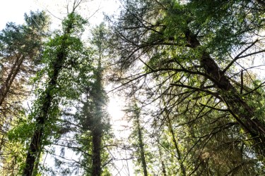 5AcreWoods soft focus